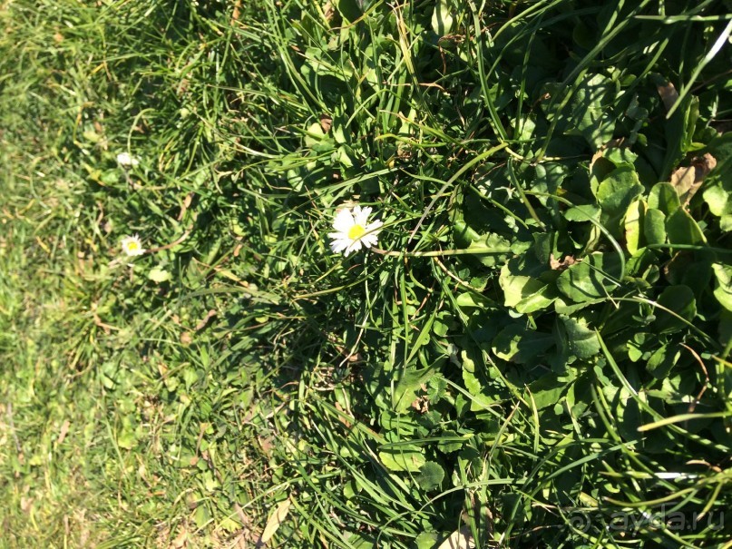 Башенный забег в канун Нового года. (Пиза, Флоренция, Лукка)