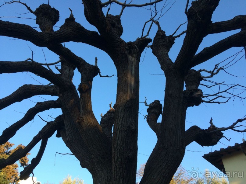 Башенный забег в канун Нового года. (Пиза, Флоренция, Лукка)