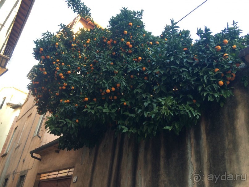 Башенный забег в канун Нового года. (Пиза, Флоренция, Лукка)