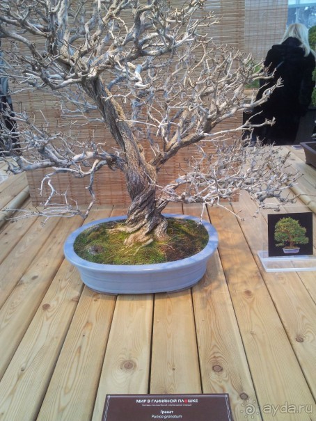 Телепортация  из зимней Москвы в тропики (Ботанический сад МГУ «Аптекарский огород»)