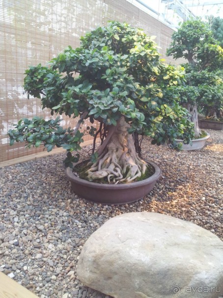 Телепортация  из зимней Москвы в тропики (Ботанический сад МГУ «Аптекарский огород»)