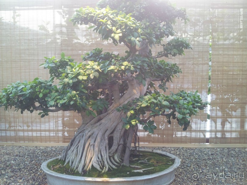 Телепортация  из зимней Москвы в тропики (Ботанический сад МГУ «Аптекарский огород»)