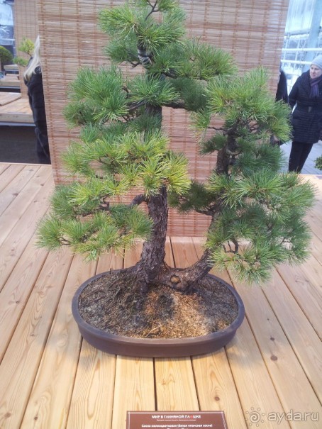 Телепортация  из зимней Москвы в тропики (Ботанический сад МГУ «Аптекарский огород»)