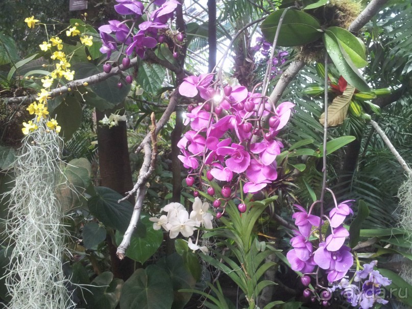 Телепортация  из зимней Москвы в тропики (Ботанический сад МГУ «Аптекарский огород»)