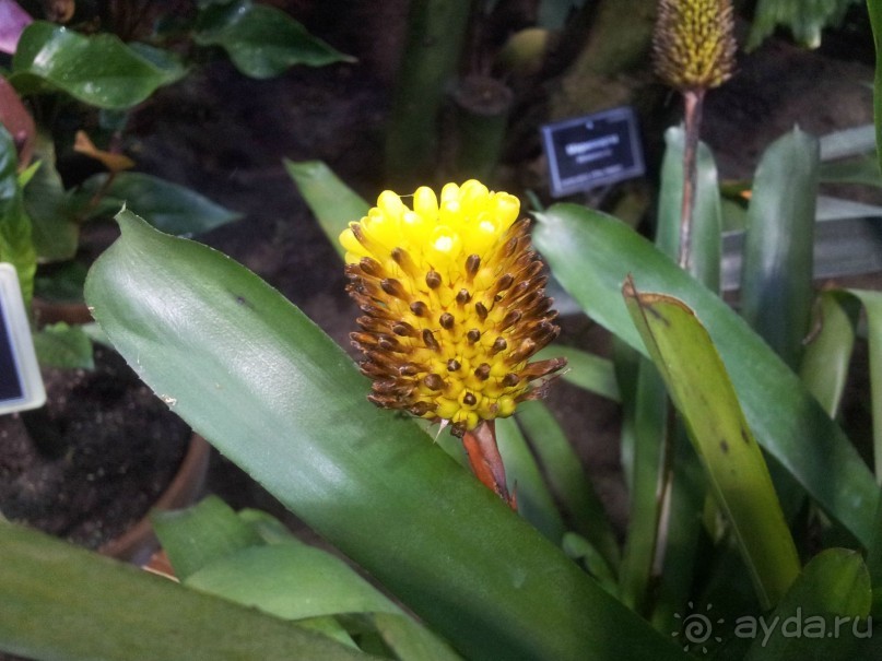 Телепортация  из зимней Москвы в тропики (Ботанический сад МГУ «Аптекарский огород»)