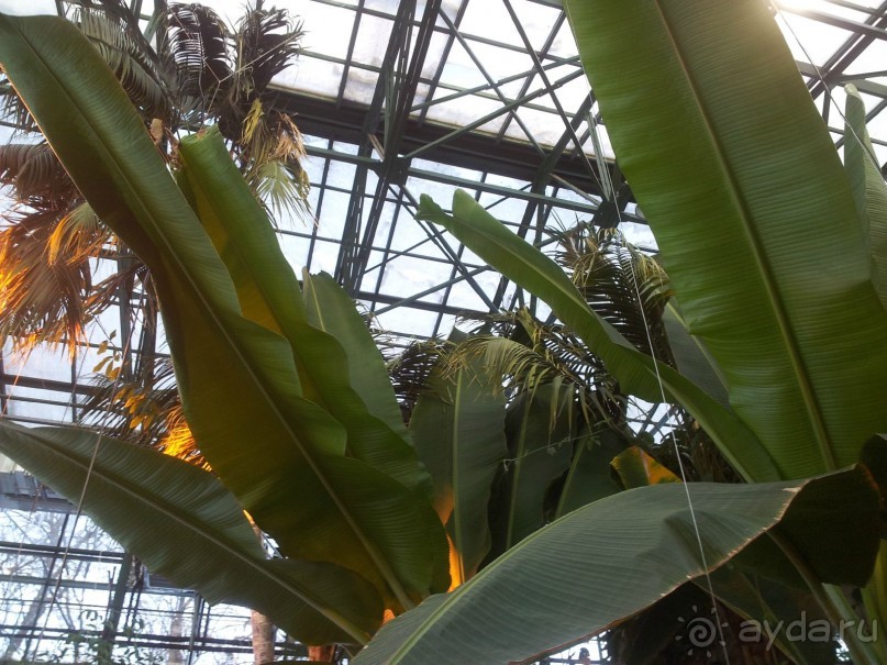 Телепортация  из зимней Москвы в тропики (Ботанический сад МГУ «Аптекарский огород»)