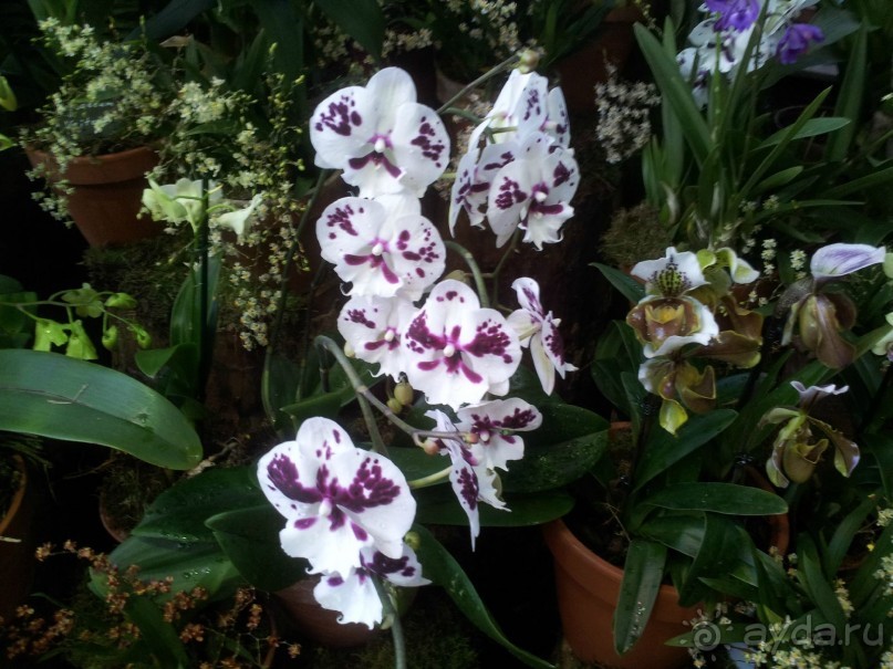 Телепортация  из зимней Москвы в тропики (Ботанический сад МГУ «Аптекарский огород»)