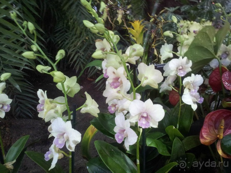 Телепортация  из зимней Москвы в тропики (Ботанический сад МГУ «Аптекарский огород»)