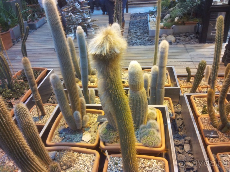 Телепортация  из зимней Москвы в тропики (Ботанический сад МГУ «Аптекарский огород»)