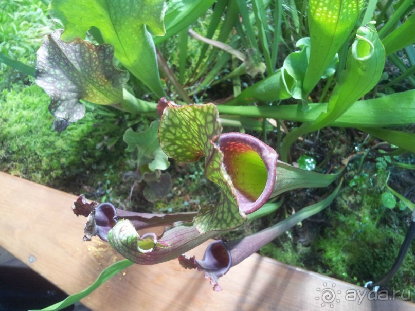 Телепортация  из зимней Москвы в тропики (Ботанический сад МГУ «Аптекарский огород»)