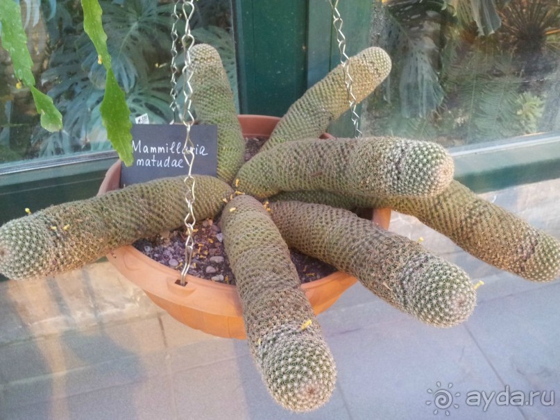 Телепортация  из зимней Москвы в тропики (Ботанический сад МГУ «Аптекарский огород»)