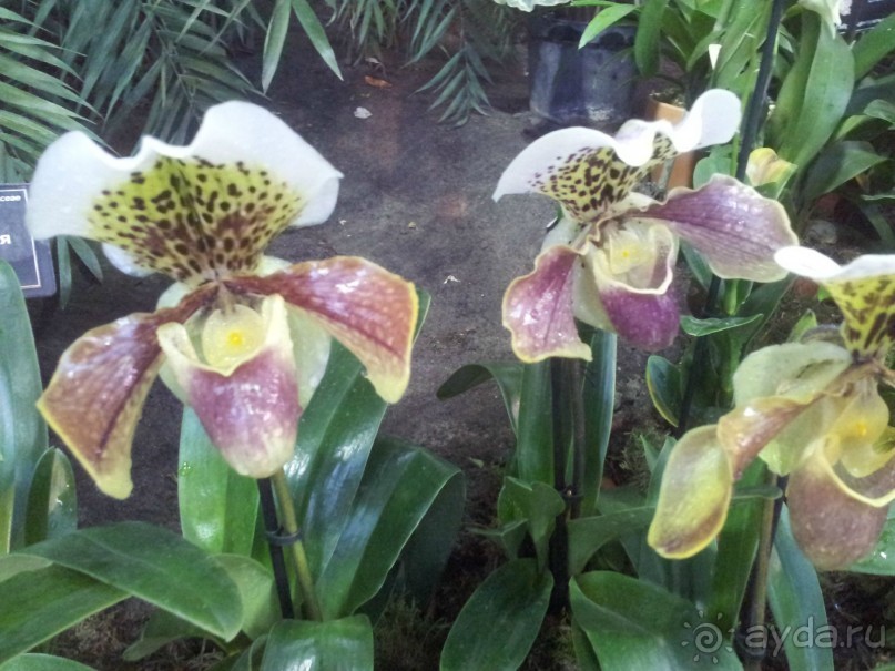 Телепортация  из зимней Москвы в тропики (Ботанический сад МГУ «Аптекарский огород»)