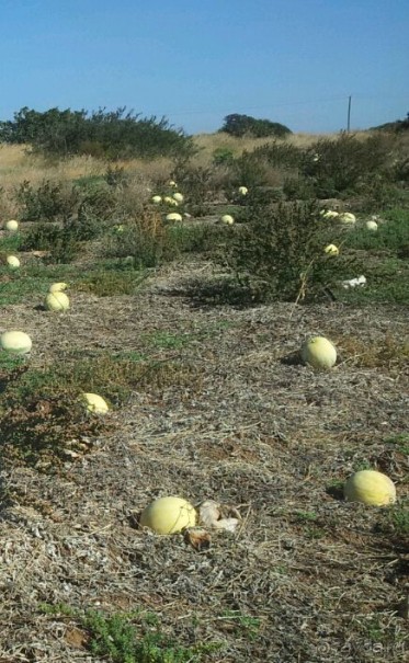 "Заброшенные" арбузы