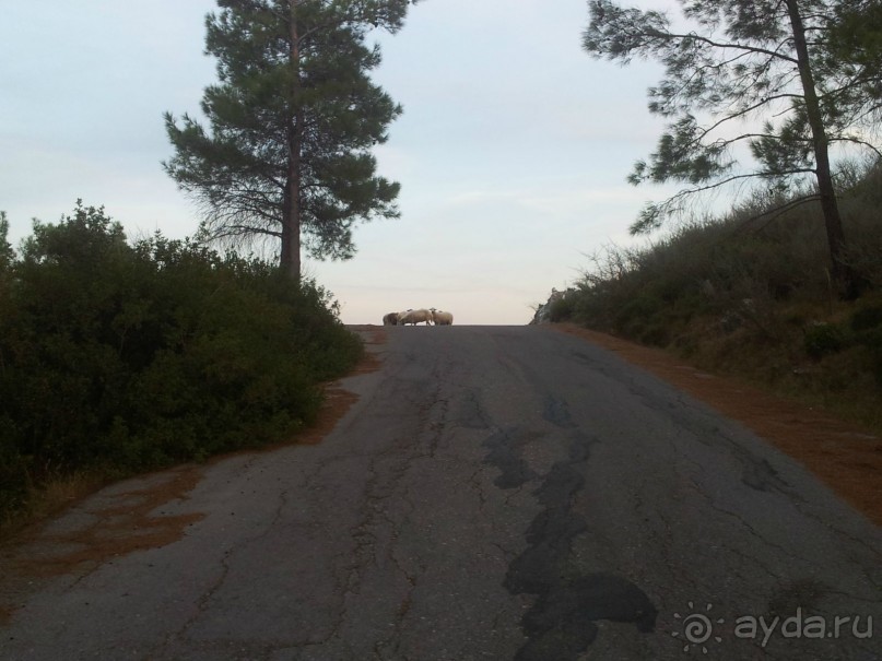 Едешь себе так, едешь.. А тут бац, и овцы...