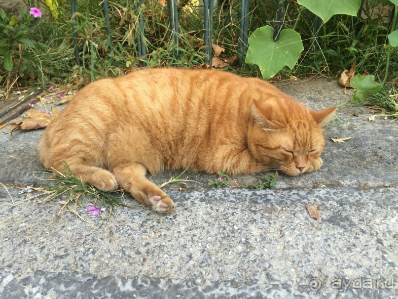 Остров Родос. Родосские интересности глазами взрослых и детей