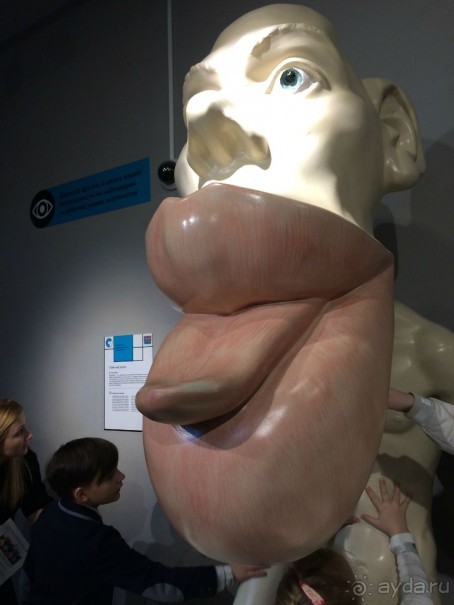 На входе встречает вот такой милый гомункулус