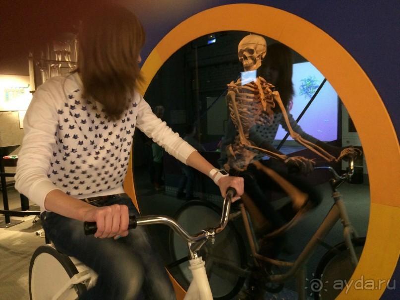 Выделительная система