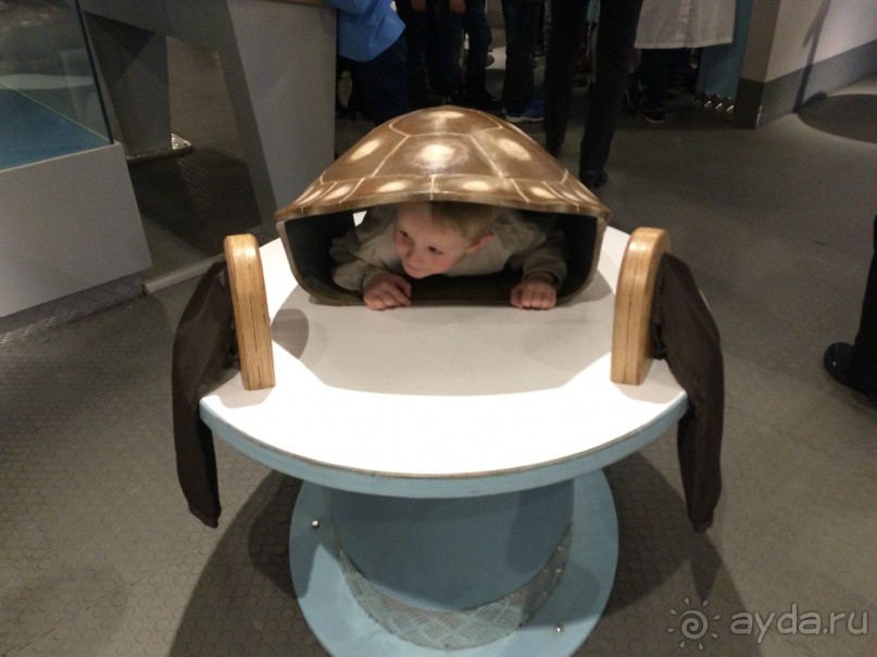 Муравьиный дом