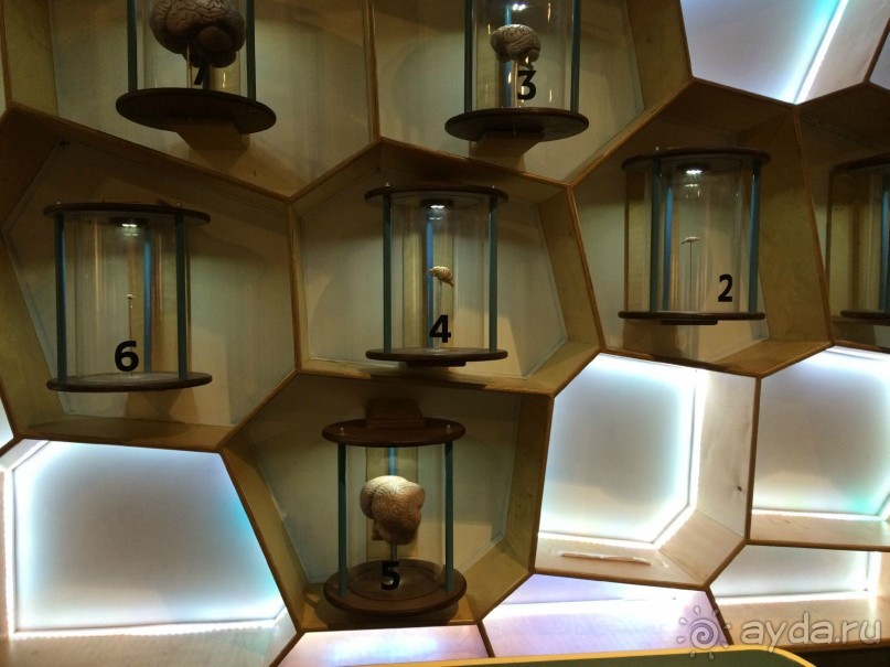 Расщепление белка или соревнования по меткости