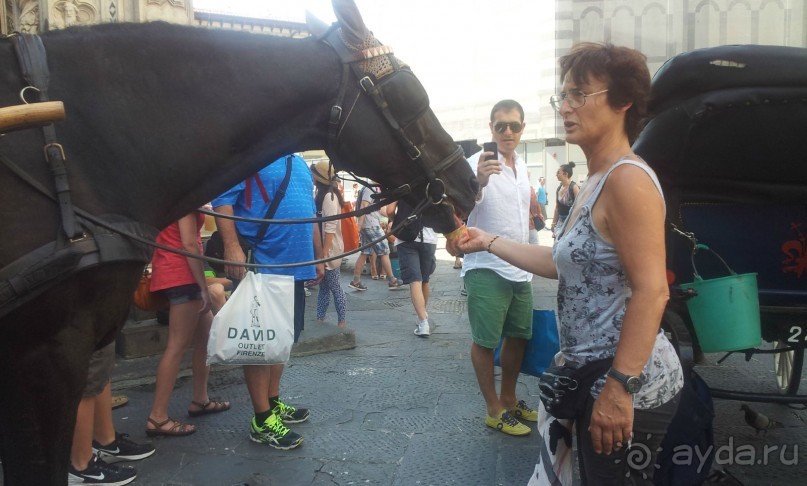 Лошади тоже любят мороженое