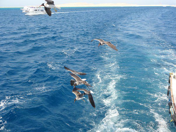 Отличный отдых на берегу Красного моря