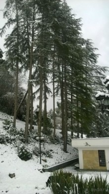 фото Мюссера