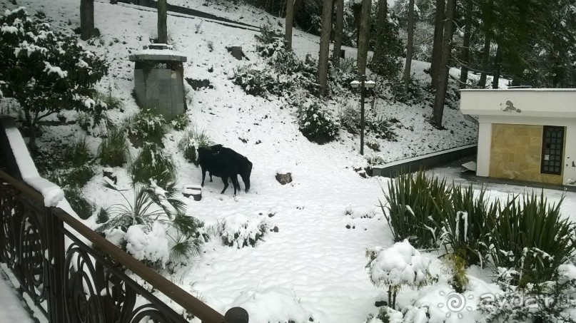 фото Мюссера