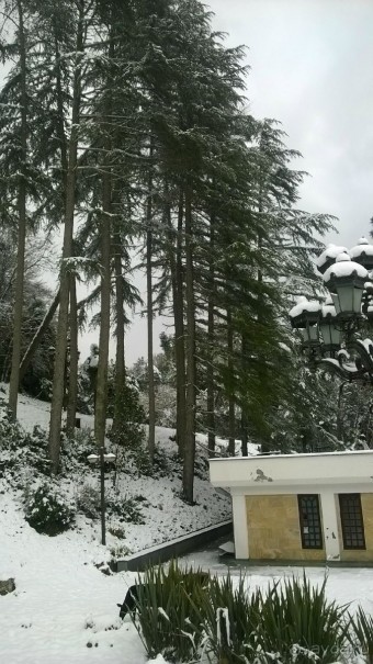 фото Мюссера