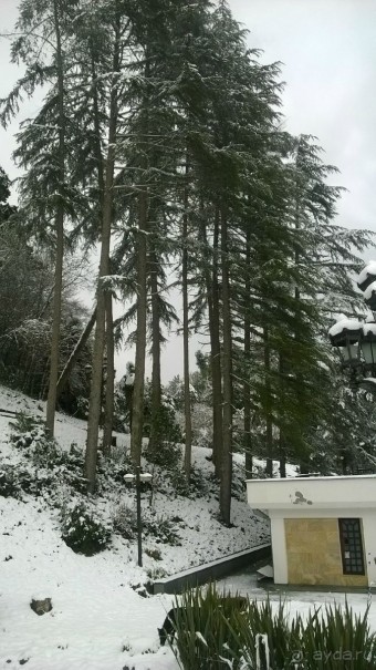 фото Мюссера