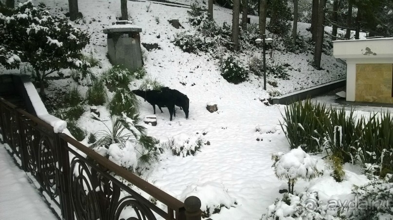 фото Мюссера