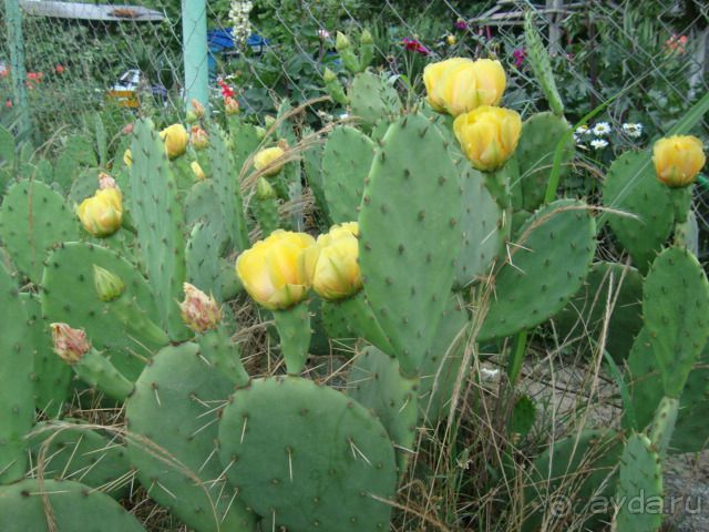 отдых в агараки (ущ. Монах)