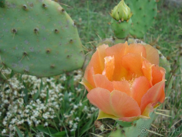 отдых в агараки (ущ. Монах)