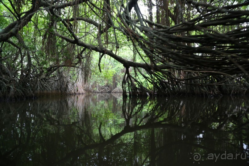 Поездка по р. Бентота. Мангровые заросли есть много где, но тут они особенные. Ощущение нереальности происходящего не покидало нас… Как на сьемках какого-то  фантастического фильма…