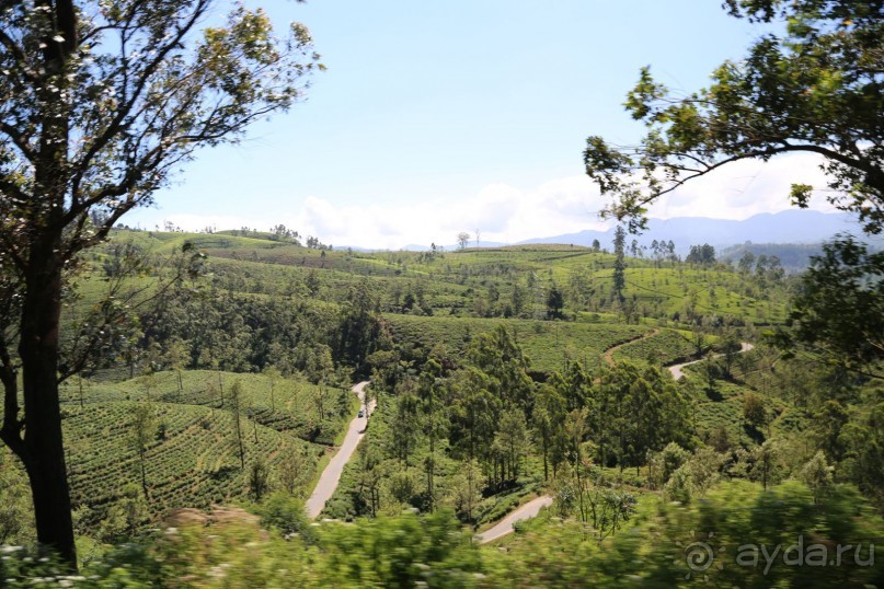 Чайные плантации