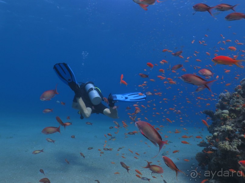 Отдых и дайвинг в Израиле, Эйлат 2015