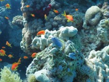 Отдых и дайвинг в Израиле, Эйлат 2015