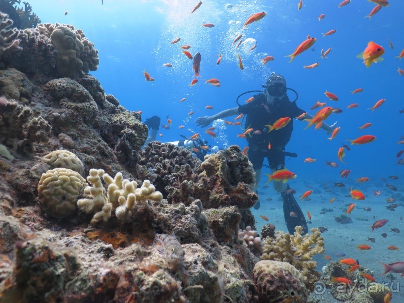 Отдых и дайвинг в Израиле, Эйлат 2015