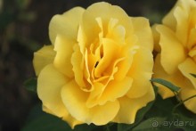 Ейск ул.Мира 144 частный сектор гостевой дом "Акварель"