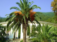 Гагра всегда Гагра!