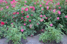 Гагра всегда Гагра!