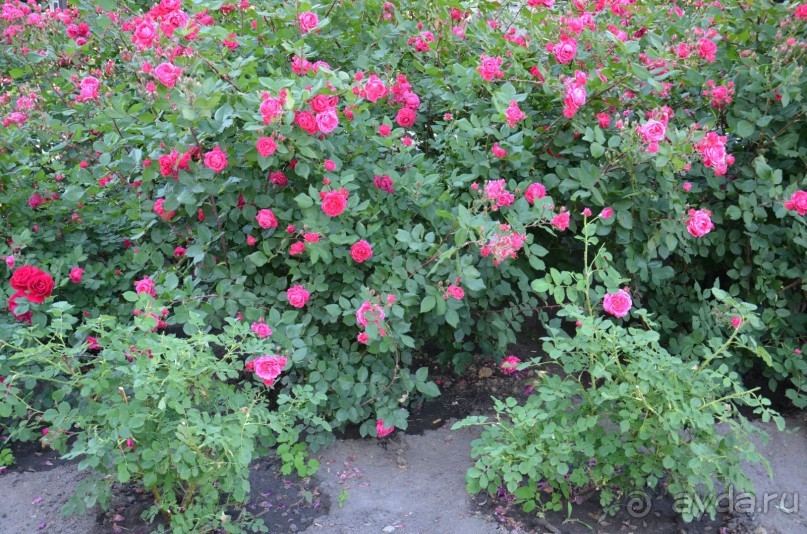 Гагра всегда Гагра!