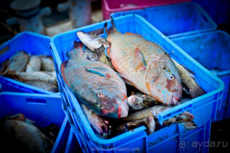  Мусандам — «Аравийская Норвегия»