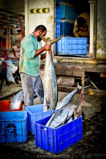  Мусандам — «Аравийская Норвегия»