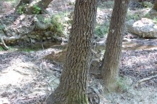 Долина бабочек