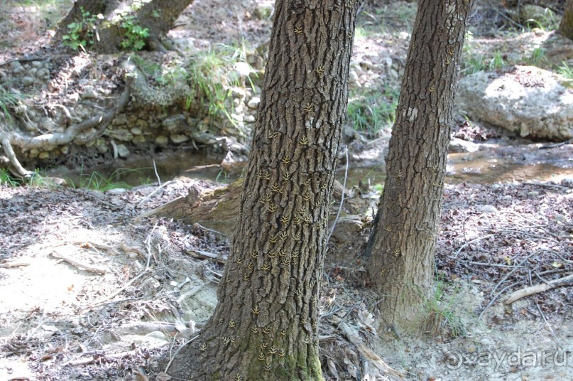 Долина бабочек