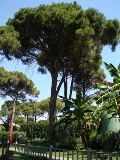 фото Limak Atlantis Hotel & Resort