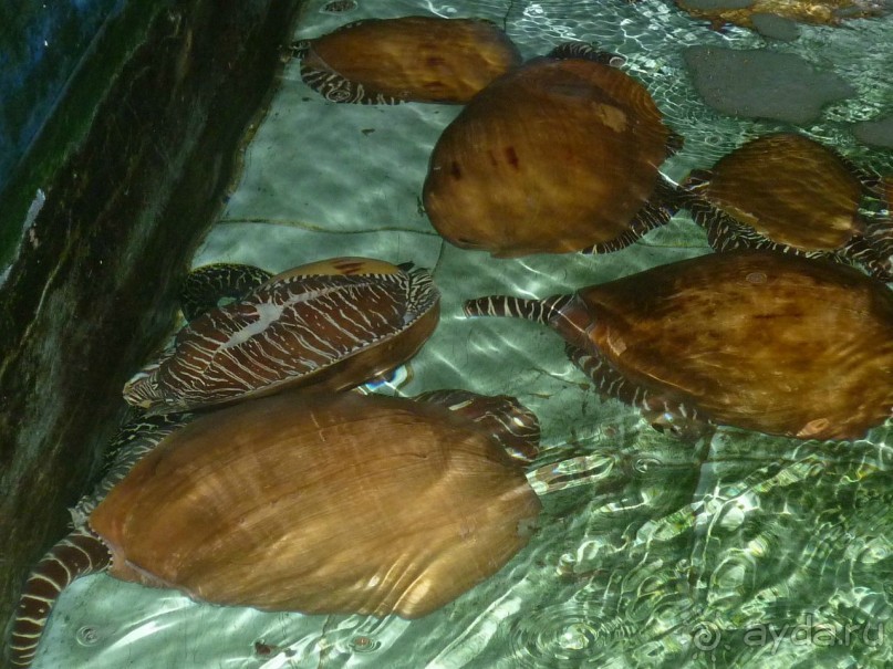 Неожиданное путешествие в страну Оз (Вьетнам)