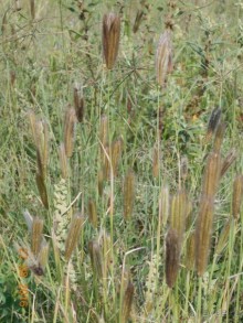 КОГДА ЛИМОНЫ ПАДАЮТ С НЕБА. Часть1. Теутиуакан.