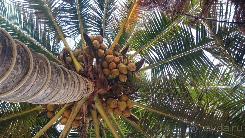 Гоанские бусинки. Южное Гоа, Колва