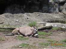 Альбом отзыва "КОГДА ЛИМОНЫ ПАДАЮТ С НЕБА. Часть2-2. Мехико."